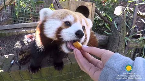 Red Pandas Are Back At The Smithsonians National Zoo