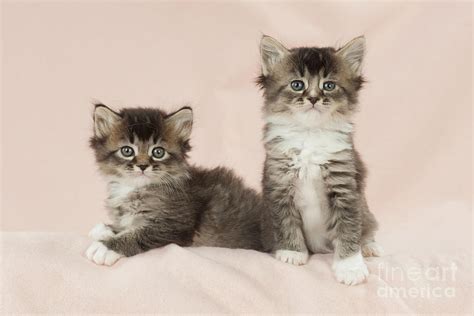 Two Fluffy Kittens Photograph By John Daniels
