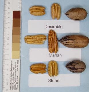 Pecan trees will grow in a wide variety of soils but do not like permanently wet sites. Pecan Breeding - Cultivars - Mahan