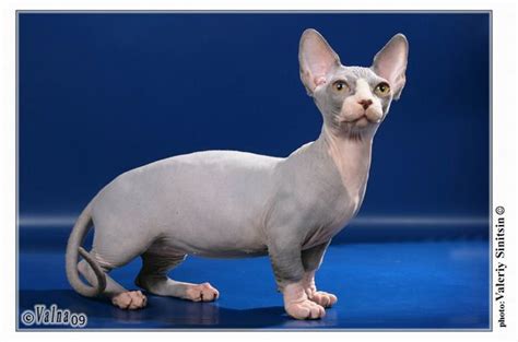 Minskin Cat Breed Information And Pictures Petguide Bambino Cat