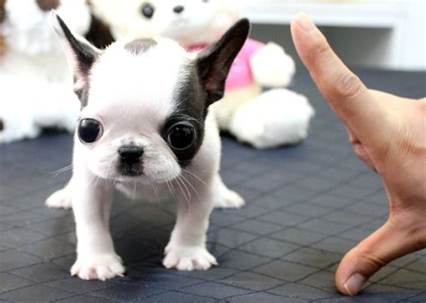We also have blue eyed french bulldog puppies too. 31 Wonderful French Bull Dog Pictures And Images