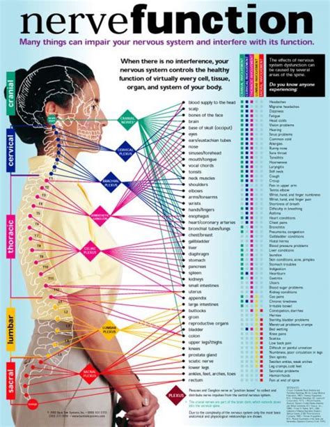 Chiropractic Chart Of Spine