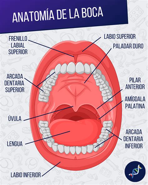 Cavidade Bucal E Lingua Anatomia E Escultura Dental
