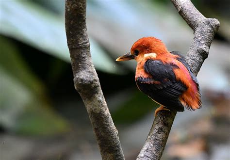 The Life Journey In Photography Rufous Backed Dwarf Kingfisher
