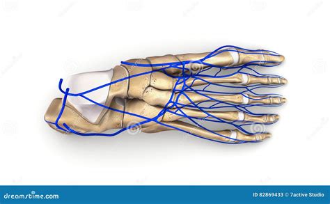 Foot Bones With Veins Top View Stock Image Image Of Veins Ligaments