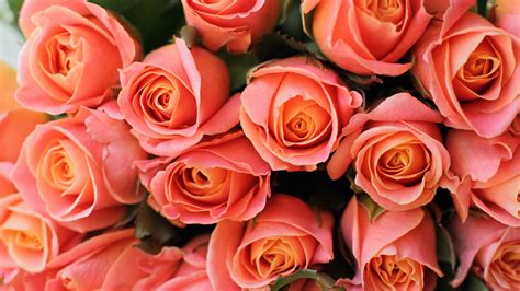 Bouquet Of Light Orange Rose Flowers 4k Hd Flowers