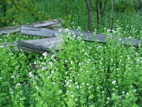 Garlic Mustard Poison Ivy Patrol