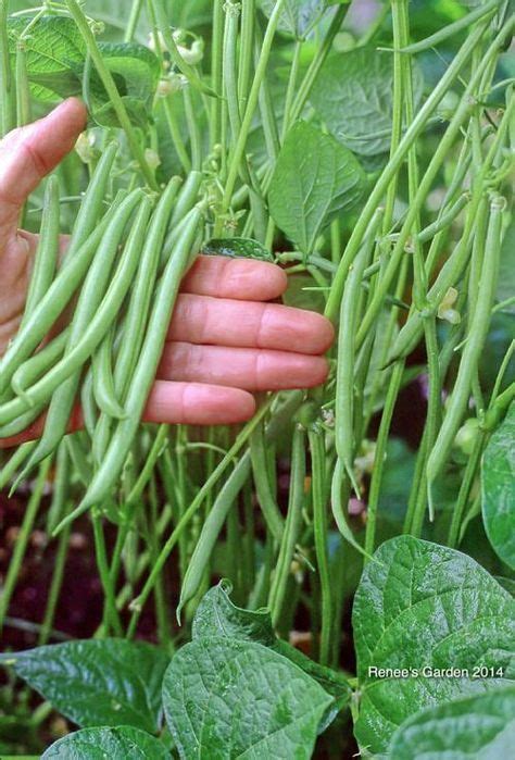 These Vegetables Are Perfect For Those Who Have Started To Grow