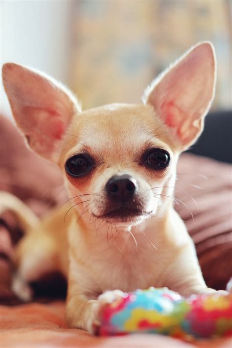 The Best Low-Maintenance Dogs for People with Super-Hectic ...