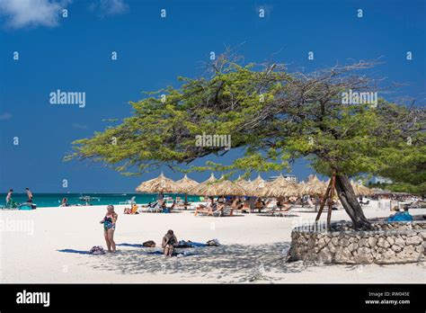 Beach View Showing Divi Divi Tree Eagle Beach Oranjestad District