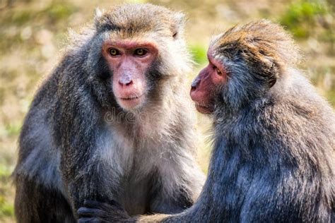 Twin Monkeys Stock Photos Free And Royalty Free Stock Photos From