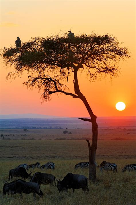 Sunrise In The African Savannah African Sunset Masai Mara National