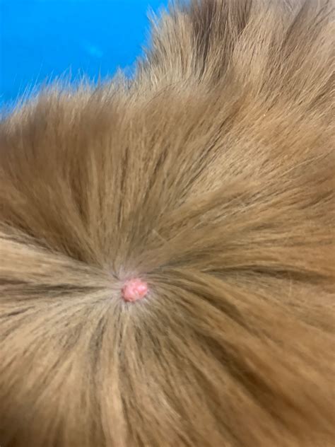 My Dog Has A Spotlump On His Head And Im Not Sure What It Is