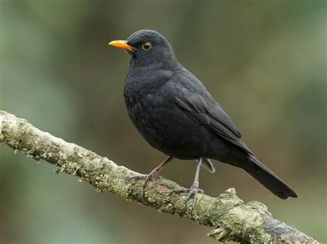 Female Blackbirds Everything You Need To Know Bird Fact