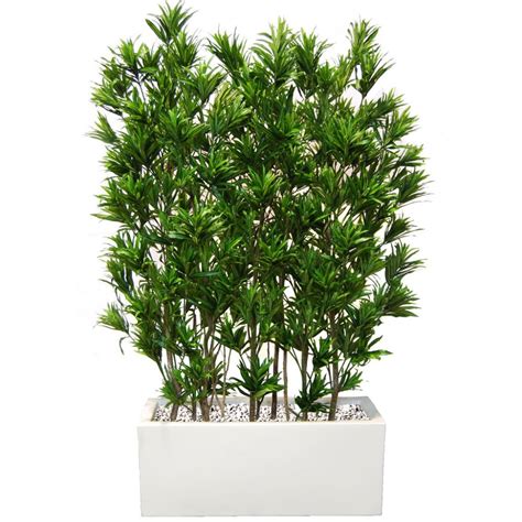 Check spelling or type a new query. Planta semi-artificiala Ila, Dracaena Reflexa Fence - 180 cm