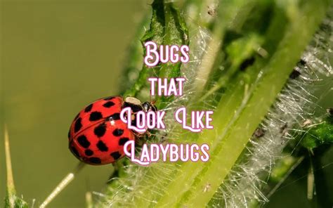 14 Bugs That Look Like Ladybugs Some Can Bite