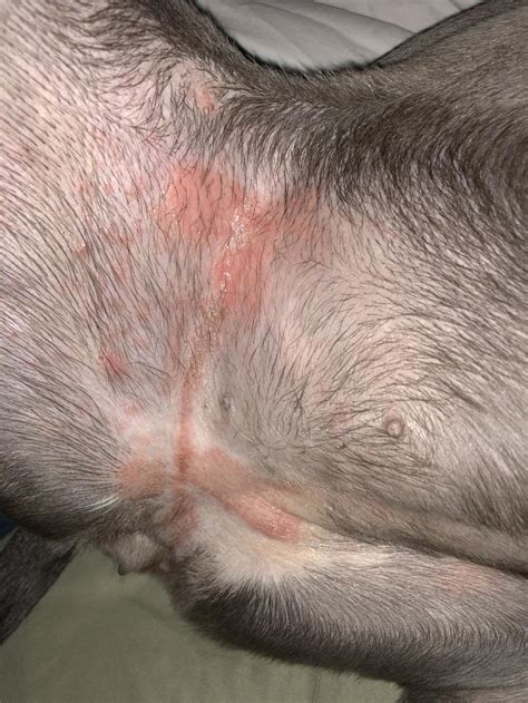 My Dog Seems To Have A Rash Or Something On Her Under Belly Inner