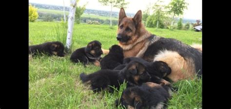 Rgr malinois is a belgian malinois and chien d'artois breeder with puppies occasionally available in texas. German Shepherd Puppies For Sale | San Antonio, TX #240459