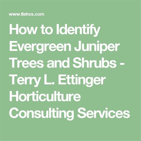 How To Identify Evergreen Juniper Trees And Shrubs Terry L Ettinger