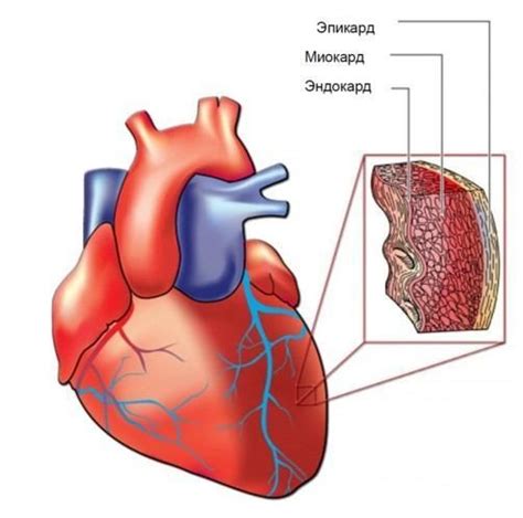 Рисунок сердца человека анатомия Симптомы и лечение болезней
