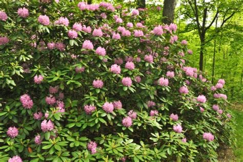 Roseum Pink Rhododendron Rhododendron X Roseum Pink H 1