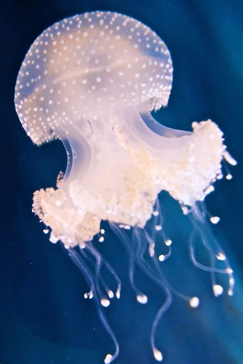 White Spotted Jellyfish Invasive Species