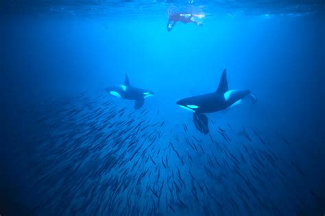 Snorkel With Orcas In Norway The Scuba News