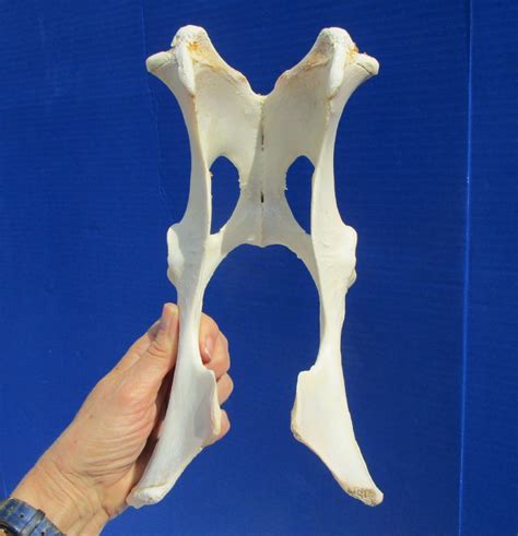 10 12 Inches Authentic Whitetail Deer Pelvis Bone For 1499
