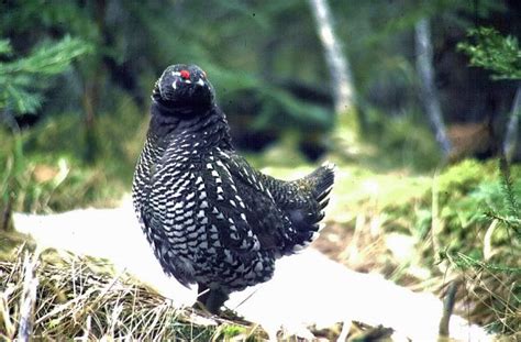 Native Birds Of Russia Native