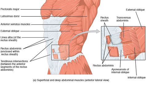 Muscles Of The Torso Posterior Infraspinatus Muscles Isolated Anatomy