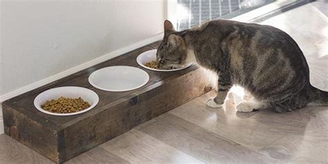 Seekor kucing mengenakan aksesoris busana profesi dokter (antara foto/arif firmansyah). 8 Aksesoris Kucing Peliharaan yang Wajib Dimiliki di Rumah ...