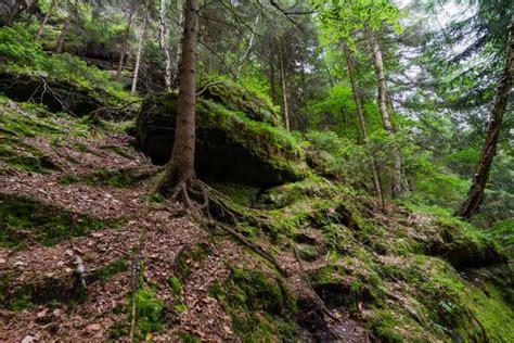 Hiking In Bohemian Switzerland National Park 2021 Guide
