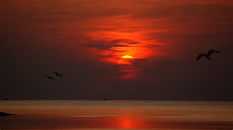 2560x1440 Sunset Dusk Dawn Evening Sun Birds Flying 1440p Resolution Hd