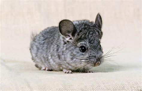 6  Fascinating facts about Chinchilla as Pet!