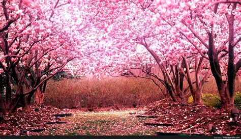 Cherry Blossom Tree Background Cherry Blossom