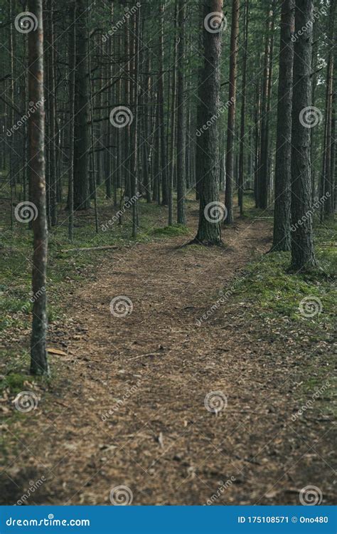 Pine Forest With A Trail In Autumn Stock Image Image Of Environment