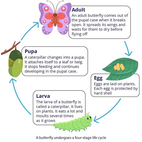 Animal Life Cycle Primary 4 Science Geniebook