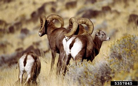 Bighorn Sheep Ovis Canadensis