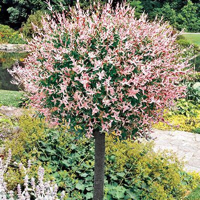 Black willow tree is sometimes referred to as salix nigra, swamp willow, or weeping willow. Click Image Above To Purchase: Willow Tree, Dappled ...