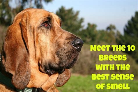 10 Dog Breeds With The Best Sense Of Smell Pethelpful
