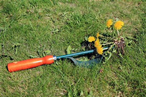 If you asked any gardener or landscaper what his or her most frustrating part of their job is, they will probably say. Garden Tool For Manual Weed Removal On Lawn. Stock Photo ...