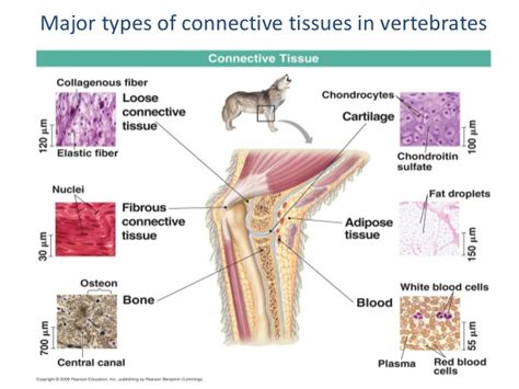 What is an animal cell. Lecture 1 animal cell types and tissues