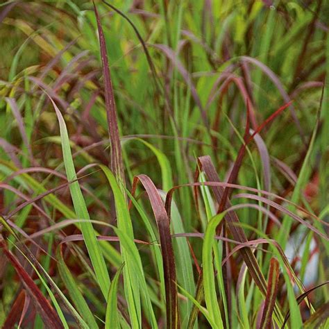 The flowers—actually more specifically called an for spring planting, after last frost date, remove the thatch build up and aerate the lawn to open up the. Ornamental Grass: Panicum virgatum Ruby Ribbons ...