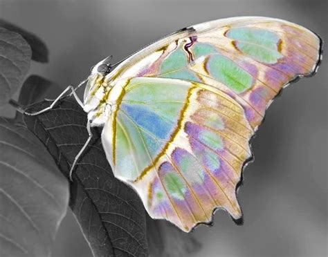Butterfly Iridescent Pastels Butterfly Species Beautiful