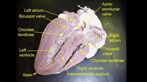 Heart Dissection Photo Gallery Scientist Cindy