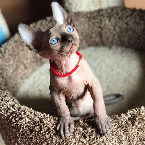 Фотографии милых котят-сфинксов, которые покоряют с первого взгляда