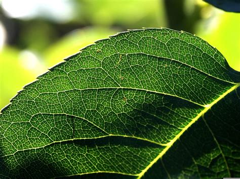 Selective Focus Of Green Leaf Plant Hd Wallpaper Wallpaper Flare