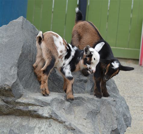 Nigerian Dwarf Goat Twins Born At Point Defiance Zoo Zooborns