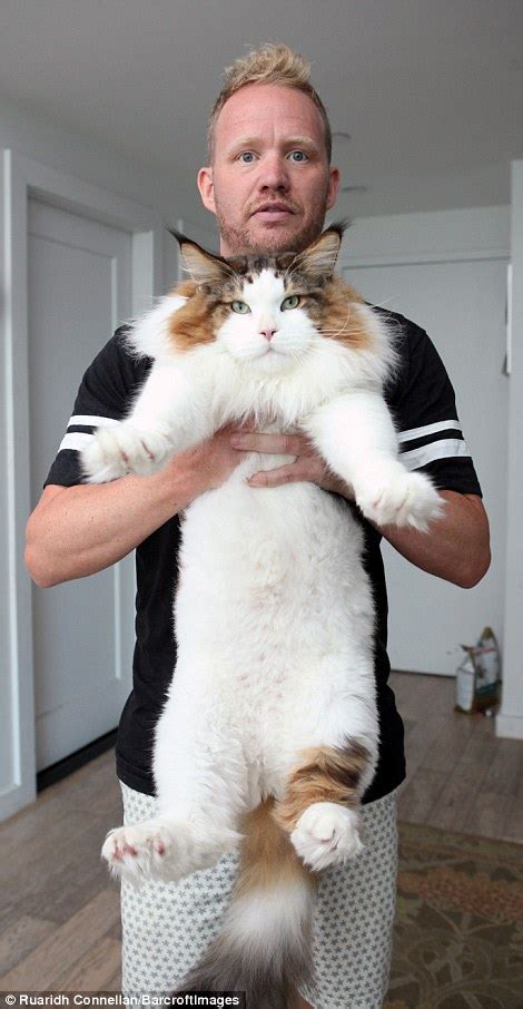 new york cat samson is biggest feline weighing in at 28lbs and measuring 4ft in length daily