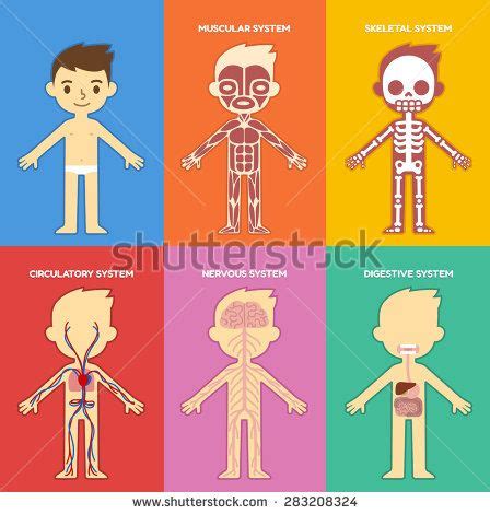 If bones give your body support, muscles give it power. "My body", educational anatomy body organ chart for kids ...